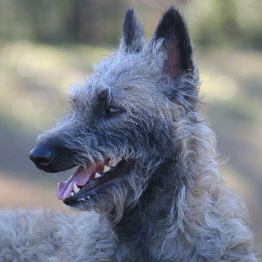 Belgian cheap shepherd laekenois